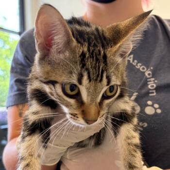 Jody -  Domestic Short Hair Cat for Adoption in Nashville, Tennessee - Jody | PetCurious