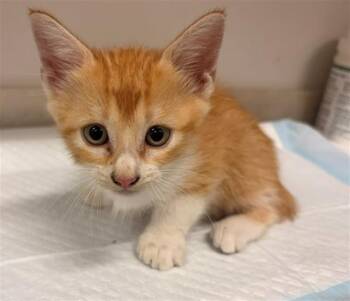 VICTORIA -  Domestic Short Hair Cat for Adoption in Baytown, Texas - VICTORIA | PetCurious