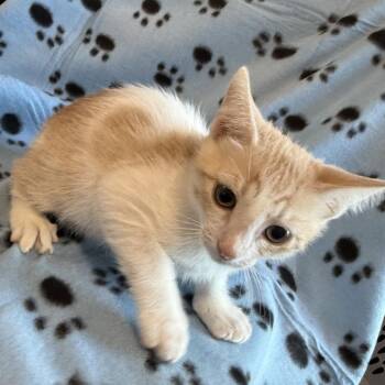 Moochi -  Domestic Short Hair Cat for Adoption in NEW PT RICHEY, Florida - Moochi | PetCurious