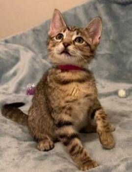 Domestic Short Hair Cats Available for Adoption in Richardson, Texas - Sweet Pea | PetCurious