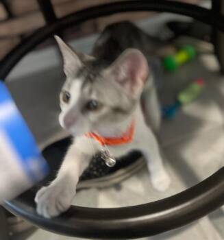 Lucy - Laverne & Shirley litter -  Domestic Short Hair Cat for Adoption in Anthem, Arizona - Lucy - Laverne & Shirley Litter | PetCurious