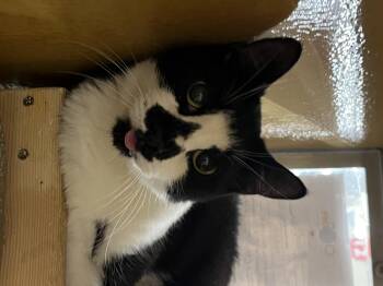 Rescue Domestic Short Hair Cats for Adoption in Tustin, California - Boo Boo | PetCurious