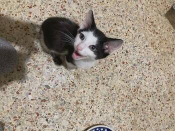 Domestic Short Hair Cats Available for Adoption in Town 