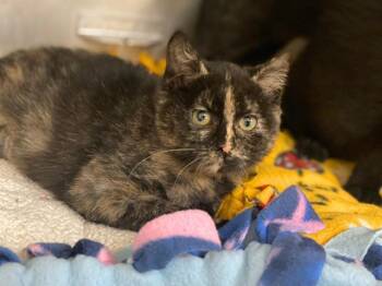 Rescue Domestic Short Hair Cats for Adoption in Fort Wayne, Indiana - MAEVE | PetCurious
