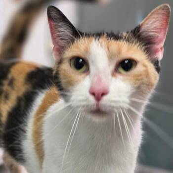 Donkey -  Domestic Short Hair Cat for Adoption in Charleston, West Virginia - Donkey | PetCurious