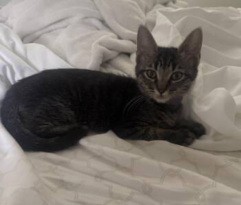 Casey Curtis -  Tabby and Domestic Short Hair Cat for Adoption in Chandler, Arizona - Casey Curtis | PetCurious