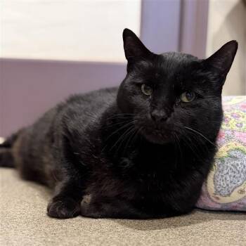 Domestic Short Hair Cats Available for Adoption in Manchester, Connecticut - Bandit | PetCurious