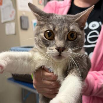 Domestic Short Hair Cats Available for Adoption in Trenton, New Jersey - Ash | PetCurious