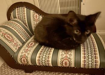 Jane -  American Shorthair Cat for Adoption in Rochester, New York - Jane | PetCurious