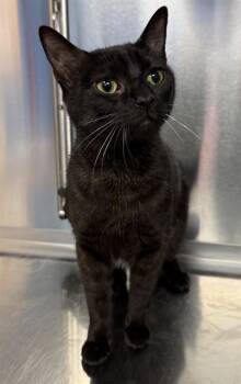 COCOA PUFF -  Domestic Short Hair Cat for Adoption in Minneapolis, Minnesota - COCOA PUFF | PetCurious