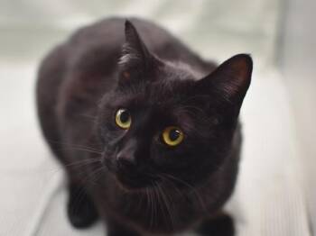 Domestic Short Hair Cats Available for Adoption - Toby | PetCurious