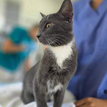 Mr.Mint -  Domestic Short Hair Cat for Adoption in Chapel Hill, North Carolina - Mr.Mint | PetCurious