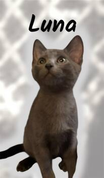 Luna -  Domestic Short Hair Cat for Adoption in Auburn, California - Luna | PetCurious