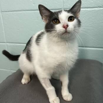 Promo code -  Domestic Short Hair and Mixed Breed Cat for Adoption in Spruce Pine, North Carolina - Promo Code | PetCurious