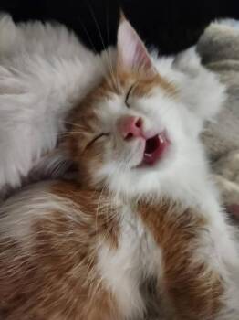 Baking Dish -  Domestic Short Hair Cat for Adoption in Cincinnati, Ohio - Baking Dish | PetCurious