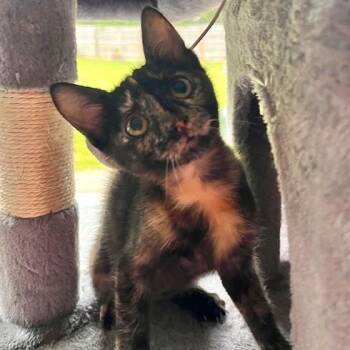 Denali -  Tabby and Domestic Short Hair Cat Available for Adoption in Smithfield, North Carolina - Denali | PetCurious