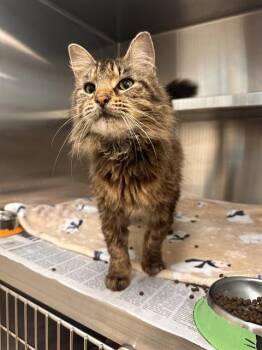 STORMY -  Domestic Medium Hair Cat for Adoption in Houston, Texas - STORMY | PetCurious