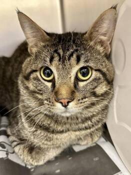 Michty -  Domestic Short Hair Cat for Adoption in Wichita, Kansas - Michty | PetCurious