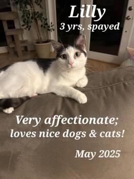 Rescue American Shorthair Cats for Adoption in Staunton, Virginia - Lilly | PetCurious