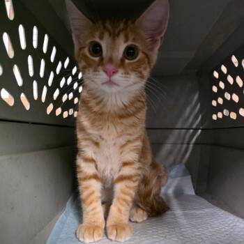 Domestic Short Hair Cats Available for Adoption in Eureka Springs, Arkansas - Jack | PetCurious