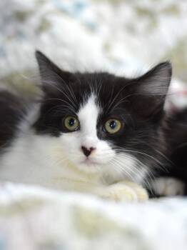 Domestic Medium Hair Cats Available for Adoption in Montgomery, Texas - Beauty | PetCurious
