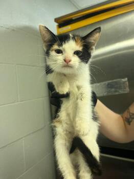 Malm -  Domestic Short Hair Cat for Adoption in Cincinnati, Ohio - Malm | PetCurious