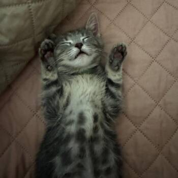 Mr. Green -  Domestic Short Hair Cat for Adoption in Evanston, Illinois - Mr. Green | PetCurious