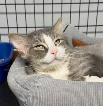 Titan Moon -  Domestic Long Hair Cat for Adoption in Windsor, Connecticut - Titan Moon | PetCurious