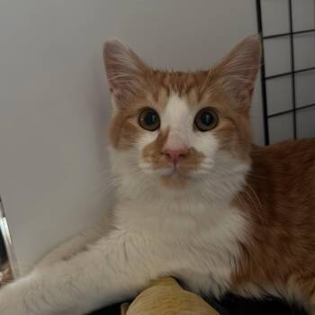 Cosmo -  Maine Coon and Extra Toes Cat Hemingway Polydactyl Cat for Adoption in Hollister, California - Cosmo | PetCurious