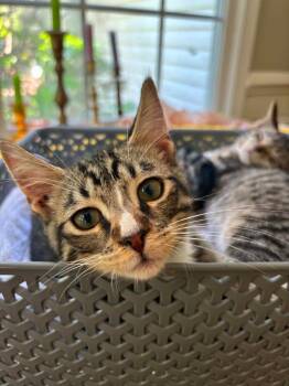*Aedion -  Domestic Short Hair Cat for Adoption in Newnan, Georgia - *Aedion | PetCurious