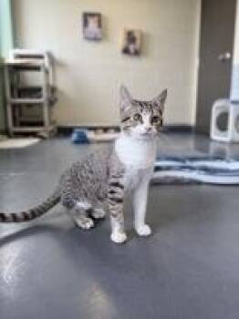 V-Mon -  Domestic Short Hair Cat for Adoption in Eagle, Colorado - V-Mon | PetCurious