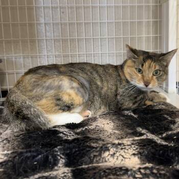 Katniss -  Domestic Short Hair Cat for Adoption in Medford, Oregon - Katniss | PetCurious