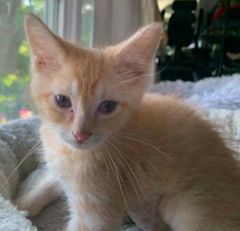 Mayhem -  Domestic Short Hair Cat for Adoption in Battle Creek, Michigan - Mayhem | PetCurious