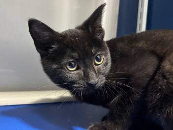 Domestic Short Hair Cats Available for Adoption - Whirlpool | PetCurious