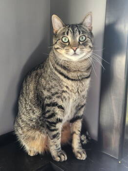 Rescue Tabby and Domestic Short Hair Cats for Adoption - Otis | PetCurious