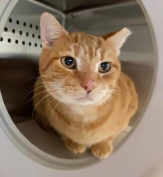 Neo -  Domestic Short Hair Cat for Adoption in Nashville, Tennessee - Neo | PetCurious