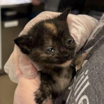 Clove -  Domestic Short Hair Cat for Adoption in Asheville, North Carolina - Clove | PetCurious