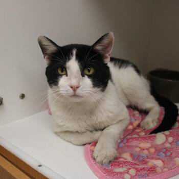 Lilo -  Domestic Short Hair Cat for Adoption in Champaign, Illinois - Lilo | PetCurious
