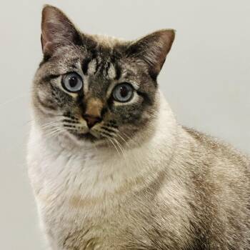 Bean -  Siamese and Tabby Cat for Adoption in UNIVERSITY PA, Maryland - Bean | PetCurious