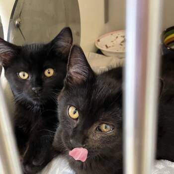 Chai -  Domestic Short Hair Cat for Adoption in Burlington, Ontario - Chai | PetCurious