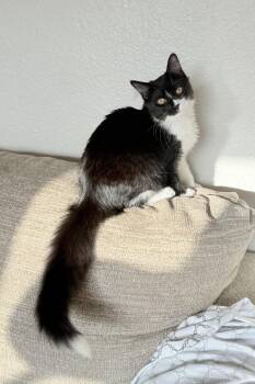 Rescue Tuxedo Cats for Adoption in Campbell, California - Cassie | PetCurious