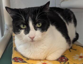 Domestic Short Hair Cats Available for Adoption - Princess Moo | PetCurious