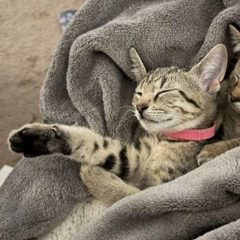 Elise -  Tiger Cat for Adoption in Honeoye, New York - Elise | PetCurious