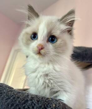 Timo -  Ragdoll Cat for Adoption in Vaughan, Ontario - Timo | PetCurious