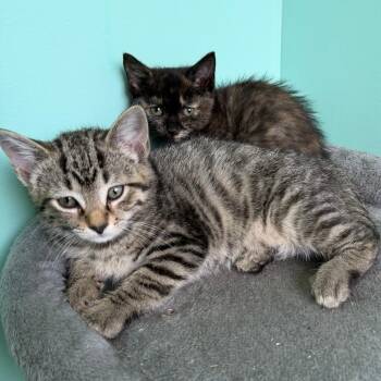 Boysenberry -  Domestic Short Hair Cat for Adoption in Marion, Virginia - Boysenberry | PetCurious