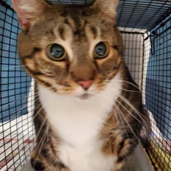 Domestic Short Hair Cats Available for Adoption in Fort Lauderdale, Florida - MOOK | PetCurious