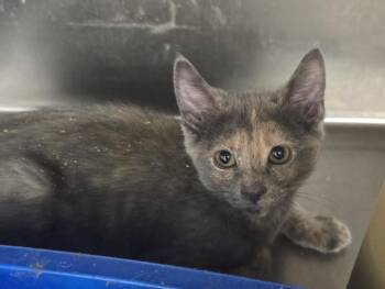 OAKLEY -  Domestic Short Hair Cat for Adoption in Broomfield, Colorado - OAKLEY | PetCurious