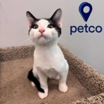 Harvey -  Domestic Short Hair Cat for Adoption in Janesville, Wisconsin - Harvey | PetCurious