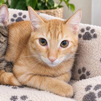 Cantinflas -  Domestic Short Hair Cat for Adoption in Guaynabo, Guaynabo - Cantinflas | PetCurious
