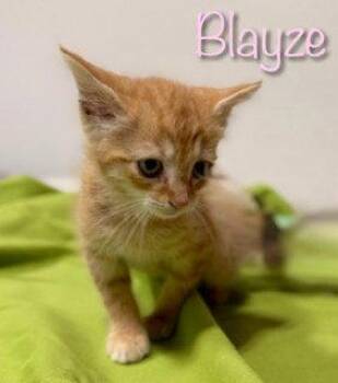 Domestic Short Hair Cats Available for Adoption in Pleasanton, Texas - Blayze | PetCurious